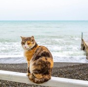 Indonesia Punya Dua Pulau yang Isinya Cuma Kucing, Destinasi Wisata Impian Para Pecinta Kucing Nih!