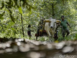 Cara Tradisional Petani Palaes Manfaatkan Roda Sapi untuk Olah Kopra