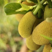 Identik di Makanan Gudeg, Ini 3 Manfaat Buah Nangka untuk Kesehatan...