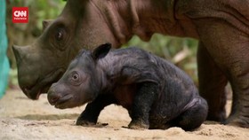VIDEO: Gemasnya Bayi Badak Sumatra Baru di Way Kambas