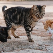 Keji! Ini Kronologi Pria yang Tega Bunuh 76 Kucing, Divonis Penjara 14 Bulan