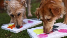 FOTO: Anjing Melukis di Inggris Demi Mengumpulkan Donasi