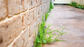 3 Cara Ini Ampuh Basmi Rumput Liar Secara Permanen