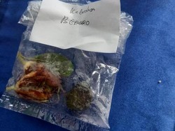 Resahnya Para Kades di Sragen yang Kantornya Dikirimi Bunga Kantil
