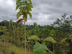Perusahaan Tambang di Banyuwangi Serahkan Lahan Kompensasi 1.990,79 Ha
