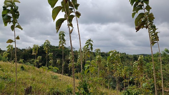 PT BSI menyerahkan bagian terakhir dari lahan kompensasi di Sukabumi kepada Direktorat Jenderal Pengelolaan DAS dan Rehabilitasi Hutan KLHK, Senin (27/11).