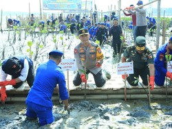 Kapolda Jatim Tanam 18 Ribu Bibit Mangrove Peringati HUT Brimob-Polairud
