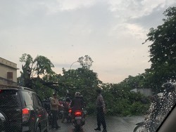 Pohon Tumbang di Jalan Daan Mogot Tutup Akses Lalin ke Cengkareng