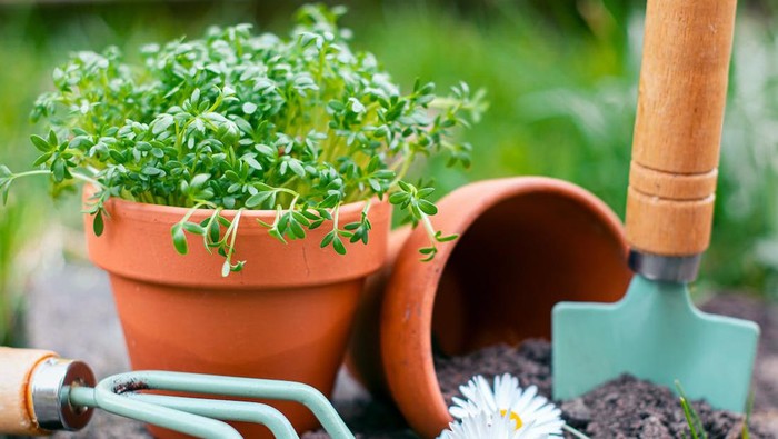 Nggak Khawatir Layu, 7 Tanaman ini Justru Tumbuh Subur Saat Musim Hujan