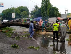 Ada Pohon Tumbang, Jalur Pantura Arah Semarang Macet Total di Batang