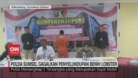 VIDEO: Polda Sumsel Gagalkan Penyelundupan Benih Lobster