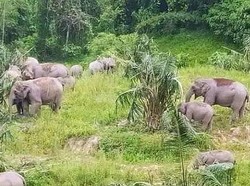 Penyebab Kawanan Gajah Turun Gunung ke Pemukiman Warga Pesisir Barat
