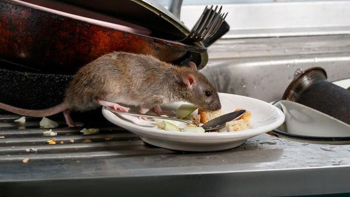 Tak Perlu Racun, Ini 8 Cara Mengusir Tikus di Rumah yang Efektif