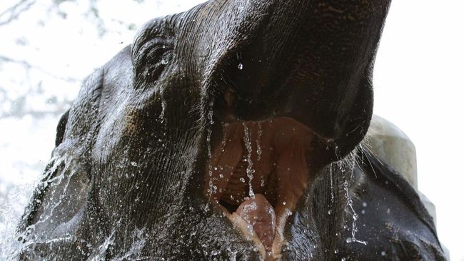 Pilu Gajah Paling Kesepian di Dunia, Mati karena Kanker di Manila Zoo