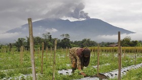Petani di Lereng Gunung Tetap Beraktivitas Saat Marapi Erupsi