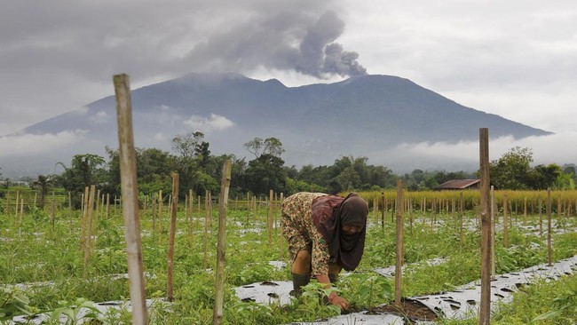 Beberapa wilayah di Kabupaten Agam hingga Selasa (5/12) masih dihujani abu dampak erupsi Gunung Marapi pada akhir pekan lalu (3/12). 