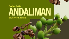 INFOGRAFIS: Pedas Getir Andaliman Si Merica Batak