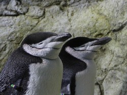Peneliti Pasang Sarang Buatan untuk Cegah Penurunan Populasi Penguin