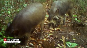 VIDEO: CNN Indonesia In-Depth: Babi Kutil Bawean