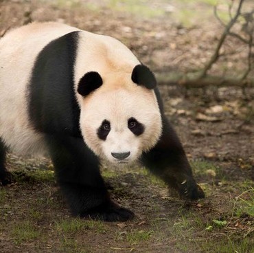 Jepang Kehilangan Giant Panda Akibat Masalah Hubungan Diplomatik dengan China