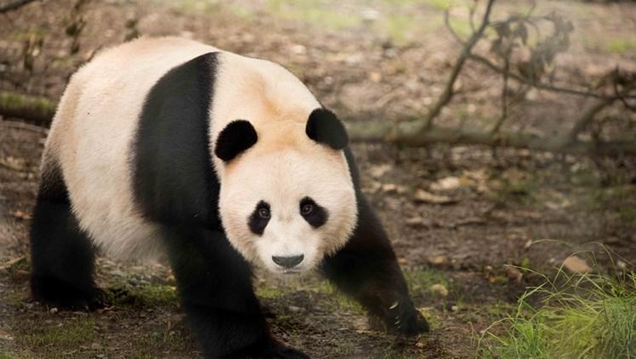 Giant panda Yang Guang di Kebun Binatang Edinburg