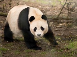 Satu-satunya Pasangan Panda di Inggris Raya Dipulangkan ke China