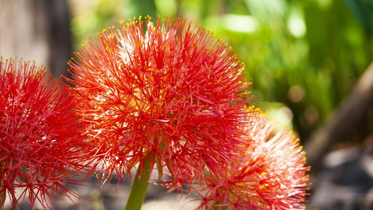 Ilustrasi blood lily Ilustrasi blood lily