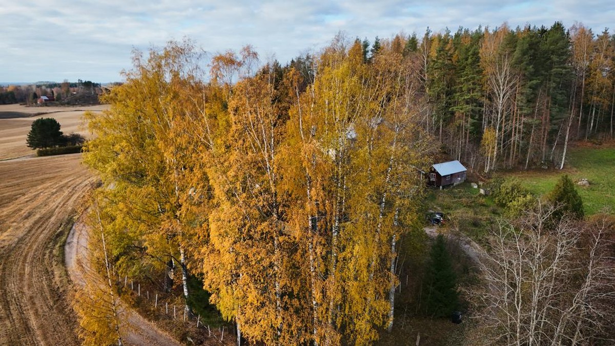 FOTO: Pria Finlandia Ubah Kulit Kayu Birch Jadi Karya Seni