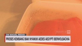 VIDEO: Proses Kembang Biak Nyamuk Aedes Aegypti Berwolbachia
