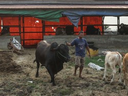 Wow! Sapi Seberat 550 Kg Juara Kontes, Ditaksir Puluhan Juta
