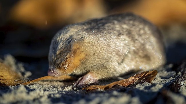 Tikus berbulu emas ditemukan kembali di Afsel setelah tidak pernah terlihat selama lebih dari 80 tahun dan sempat diperkirakan punah.