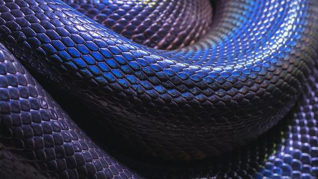Waspada, 5 Tanaman Berbahaya Ini Bisa Undang Ular ke Rumah!