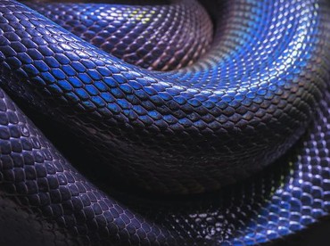img-title Waspada, 5 Tanaman Berbahaya Ini Bisa 'Undang' Ular ke Rumah!