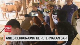 VIDEO: Anies Berkunjung ke Peternakan Sapi