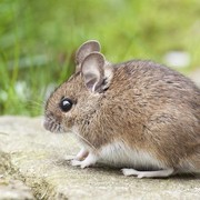 Mudah dan Cepat, Ini 3 Cara Ampuh Usir Tikus di Rumah