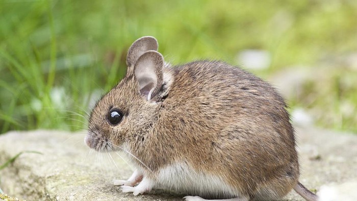Mudah dan Cepat, Ini 3 Cara Ampuh Usir Tikus di Rumah