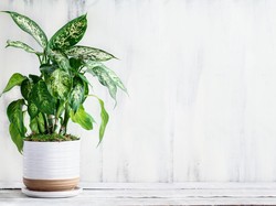 Tips Tanaman Tetap Segar Saat Ditinggal Mudik