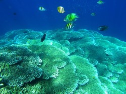 Jawaban Kenapa Burung Laut dan Ikan Bisa Minum Air Asin