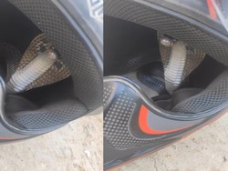 Ngeri! Kobra Ini Sembunyi di Helm