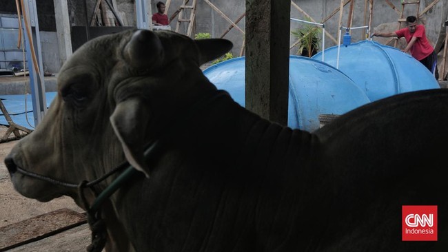 Seekor sapi lepas di jalan Tol Jagorawi arah Cibubur, Jakarta Timur. Peristiwa itu sempat membikin lampau lintas di tol tersendat.