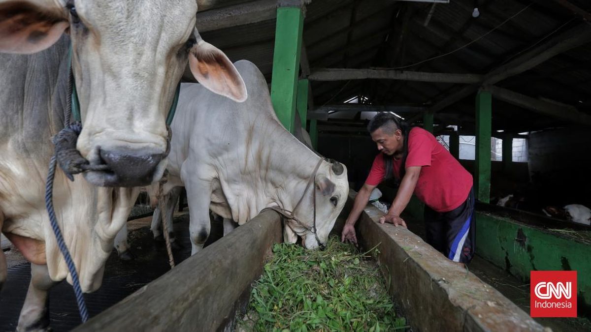 Harga Acuan Bobot Sapi Hidup Naik Jadi Rp59 Ribu per Kg, Ini Alasannya