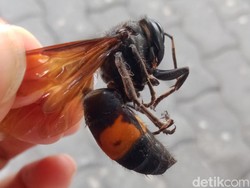 Disengat Kawanan Tawon Vespa, Kakek di Wedi Klaten Meninggal