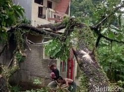 Angin Kencang Sebabkan Sejumlah Pohon di Bogor Tumbang, 3 Rumah Rusak