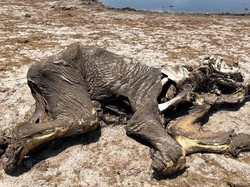 Sementara di Zimbabwe, Puluhan Gajah Mati Kehausan