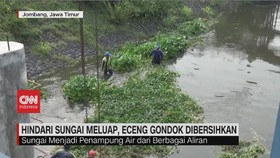 VIDEO: Hindari Sungai Meluap, Eceng Gondok Dibersihkan