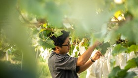 FOTO: Jepang Lindungi Anggur Shine Muscat Asli dari Buah 'KW'