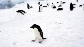 FOTO: Lelakon Penguin Antartika Lawan Dunia yang Kian Panas