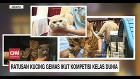 VIDEO: Ratusan Kucing Gemas Ikut Kompetisi Kelas Dunia