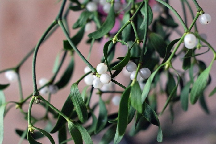Fakta dan Sejarah Mistletoe, Hiasan Natal Populer