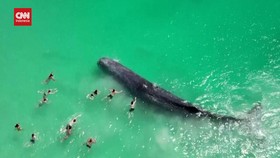 VIDEO: Paus Raksasa 'Sapa' Wisatawan Dekat Pantai Australia